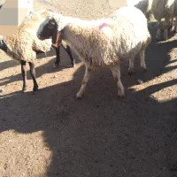 کاور ورن سنجابی