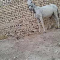 دوعددالاغ ودوعددکره نروماده گله ای به شرط|حیوانات مزرعه|گلپایگان, |دیوار