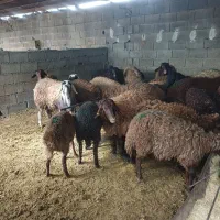 بره‌افشاری‌ریز