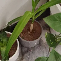 گل بو فروشتن|گل و گیاه طبیعی|بوکان, |دیوار