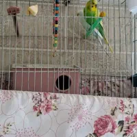 ۶عدد مرغ عشق معاوضه با قناری نر|پرنده|لاران, |دیوار
