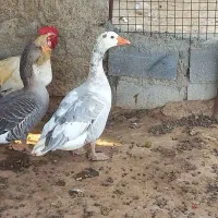 یک جفت غاز خوب و یک جفت اردک|حیوانات مزرعه|جم, |دیوار