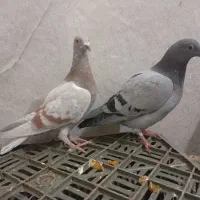 4تا جوجه نر پرشی