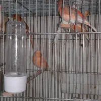 قناری|پرنده|خوی, |دیوار