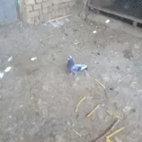 کبوتر شازده