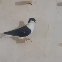 نر اصفهانی سیاه کاکولی
