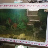 آکواریوم بزرگ با پایه|ماهی|قزوین, |دیوار