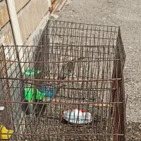 قناری مست روانی