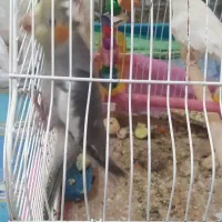 جوجه عروس هلندی