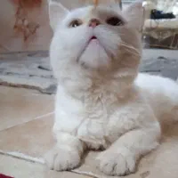 گربه|گربه|بیرجند, |دیوار