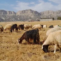 کاور و بزغاله