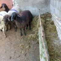 گوسفند با بره|لوازم جانبی حیوانات|رامیان, |دیوار