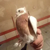 کبوتر طوقی کوار|پرنده|طسوج, |دیوار