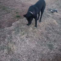 سرابی|سگ|کنگاور, |دیوار