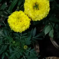 یک جفت مرغ و خروس گلین