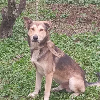 سگ نر گرگی نگهبان