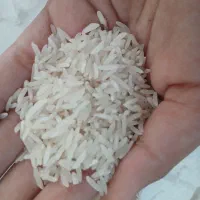 برنج فجر و دمسیاه