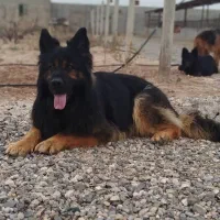 ژرمن شیب دار نرو ماده باتوله