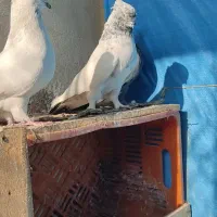 کبوترکبوترپرش سنگین ایرانی اصیل فوری