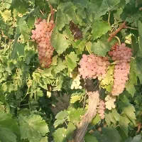 500 متر باغ انگور قطره ای سندتکبرگ