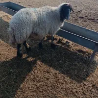 میش آبستن نزدیک زا