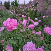 نهال گل محمدی