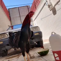 خروس لاری اوشامو مرغ کرچ لاری اوشامو با جوجه لاری