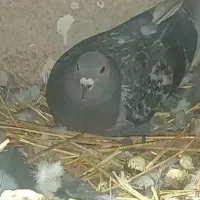 کبوتر پلاکی معاوضه