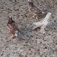 کبوتر پاپر کاکلی