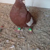 کفتر پرشی|پرنده|سبزوار, قلعهنو دهزار|دیوار