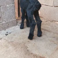 میش بر ه
