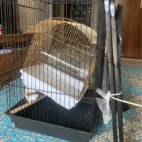 قفس پرنده