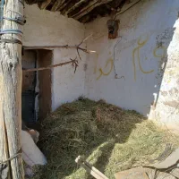 گیاه برای دامدار|حیوانات مزرعه|فیروزآباد (لرستان), |دیوار