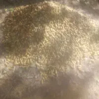 فروش بلوط در بازفت