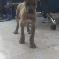 واگذاری سگ کن کورسو