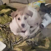 توله سگ اشپیتز دو نیم ماهه رایگان ب شرط|سگ|تبریز, |دیوار