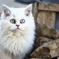 واگذاری گربه