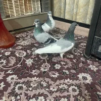 کبوتر رنگ سبز|پرنده|شیراز, فخرآباد (دروازه کازرون)|دیوار