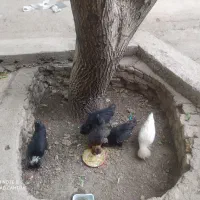 5عددجوجه سلطان 4ماهه سالم وسرحال