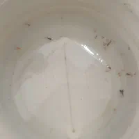 ماهی مولی بالن|ماهی|مرودشت, کناره|دیوار