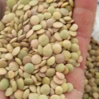 عدس|خوردنی و آشامیدنی|هریس, |دیوار