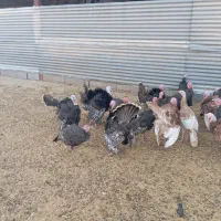 بوقلمون|حیوانات مزرعه|چناران, |دیوار