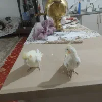 عروس هلندی