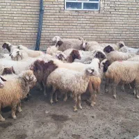 ۱۵ راس میش سنجابی