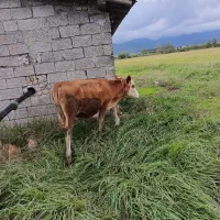 گوساله سمینتال گوجه ایی ماده
