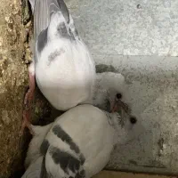 کبوتر