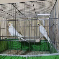 عروس هلندی نر و ماده