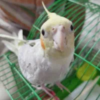 عروس هلندی گمشده