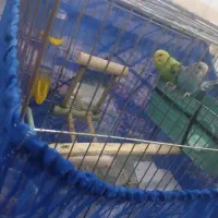 مرغ عشق|پرنده|تهران, خزانه|دیوار