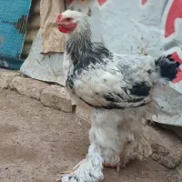 مرغ خروس برهما ماوضه با کفتر